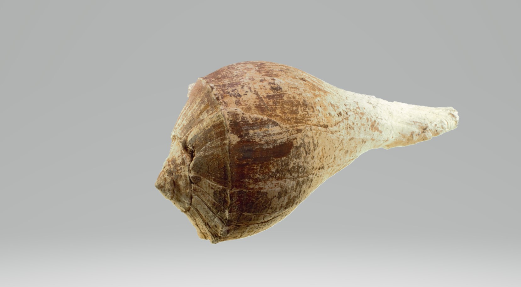 Image of the outside of a hollowed-out lightning whelk shell, white at the tip, then gradually becoming brown with discoloration.