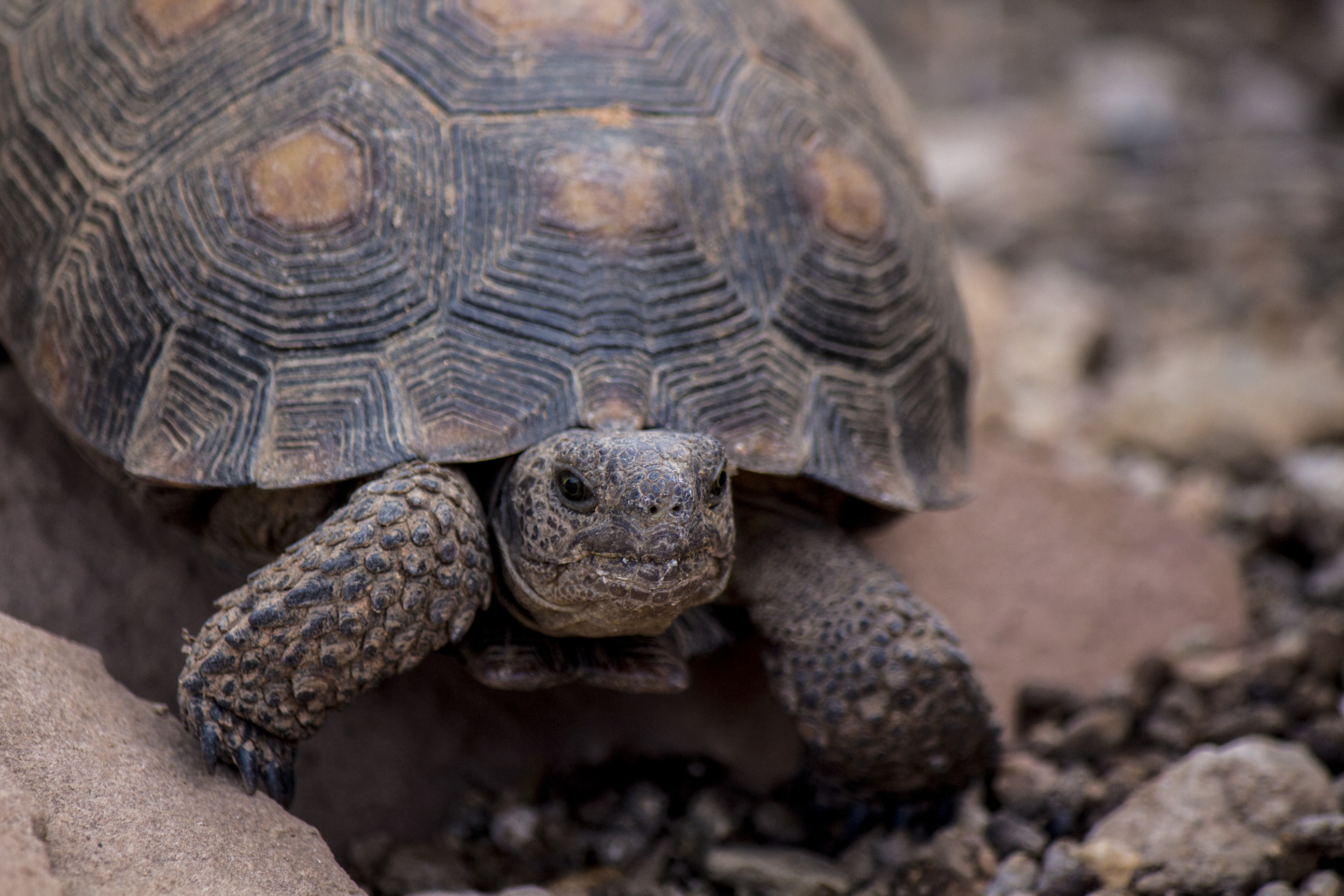 Desert tortoise crawling over rocks and gravel towards the camera
