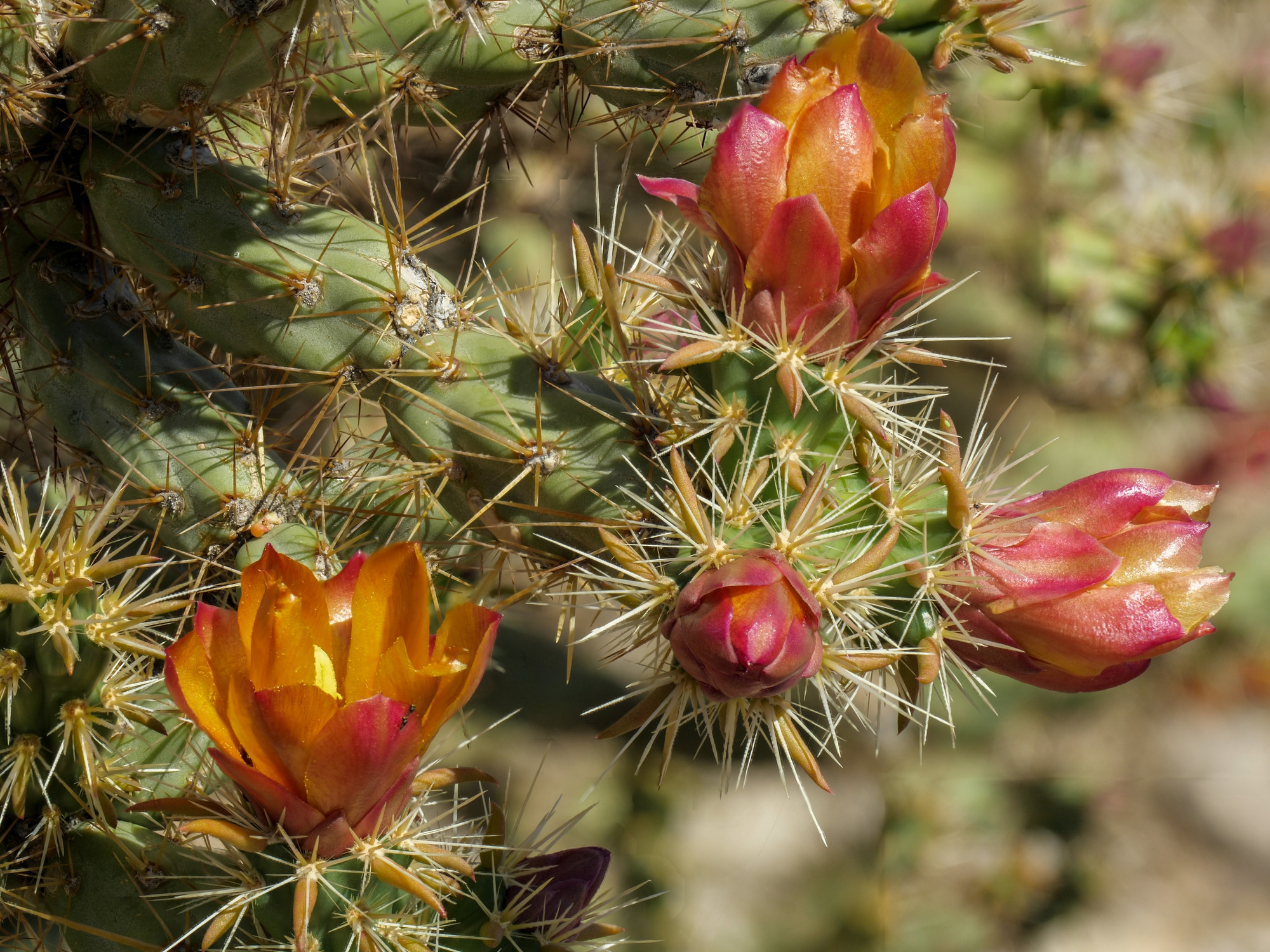 close up four orange cactus flowers