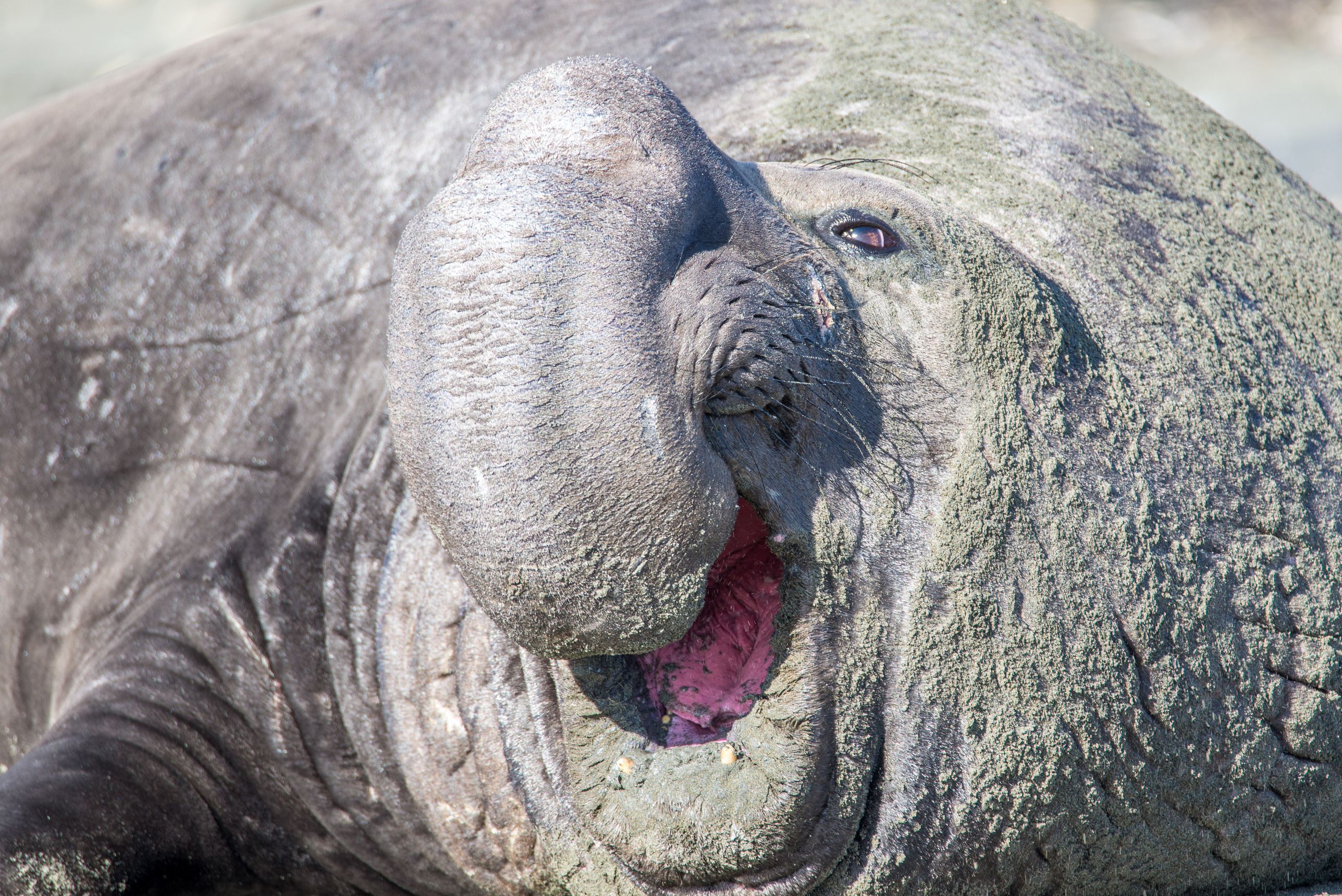 Male northern elephant seal with a large proboscis with its mouth wide open, vocalizing.