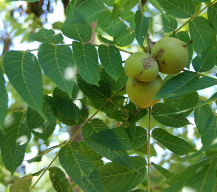 Black Walnut - 50 - 100+ ft.
Juglans nigra
Flowers in: May