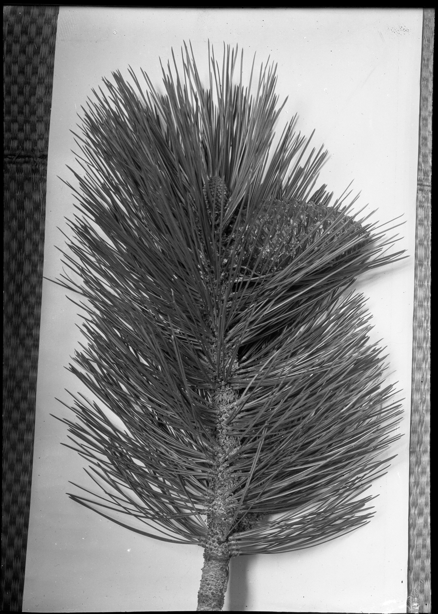 Spray of yellow pine with cones. Lake Tahoe.