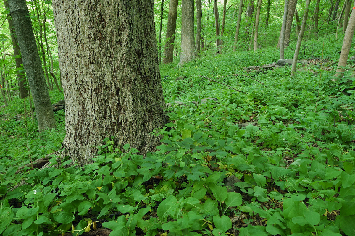 Rich Cove / Mesic Slope Forest at Harpers Ferry NHP