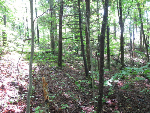 GRSM Accuracy Assessment. Plot Code: GRSM_AA_0514_4