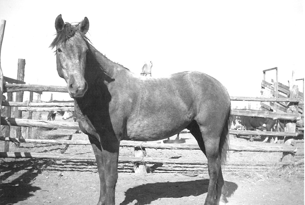 Stocky horse in a wooden pen. 