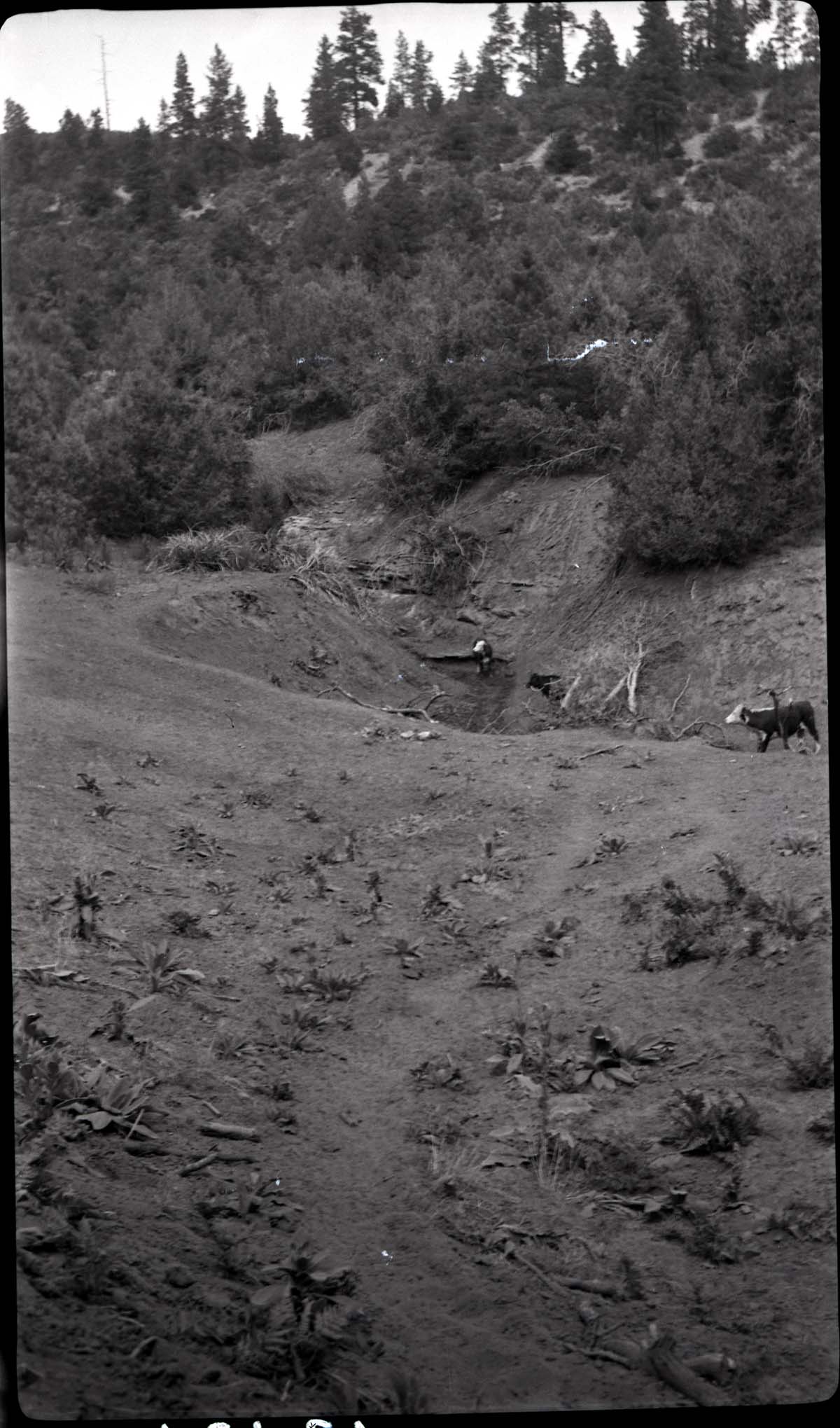 Earth tank, Corral Hollow.