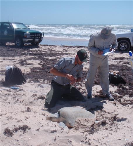 2008 Kemp's ridley sea turtle project at Padre Island National Seashore