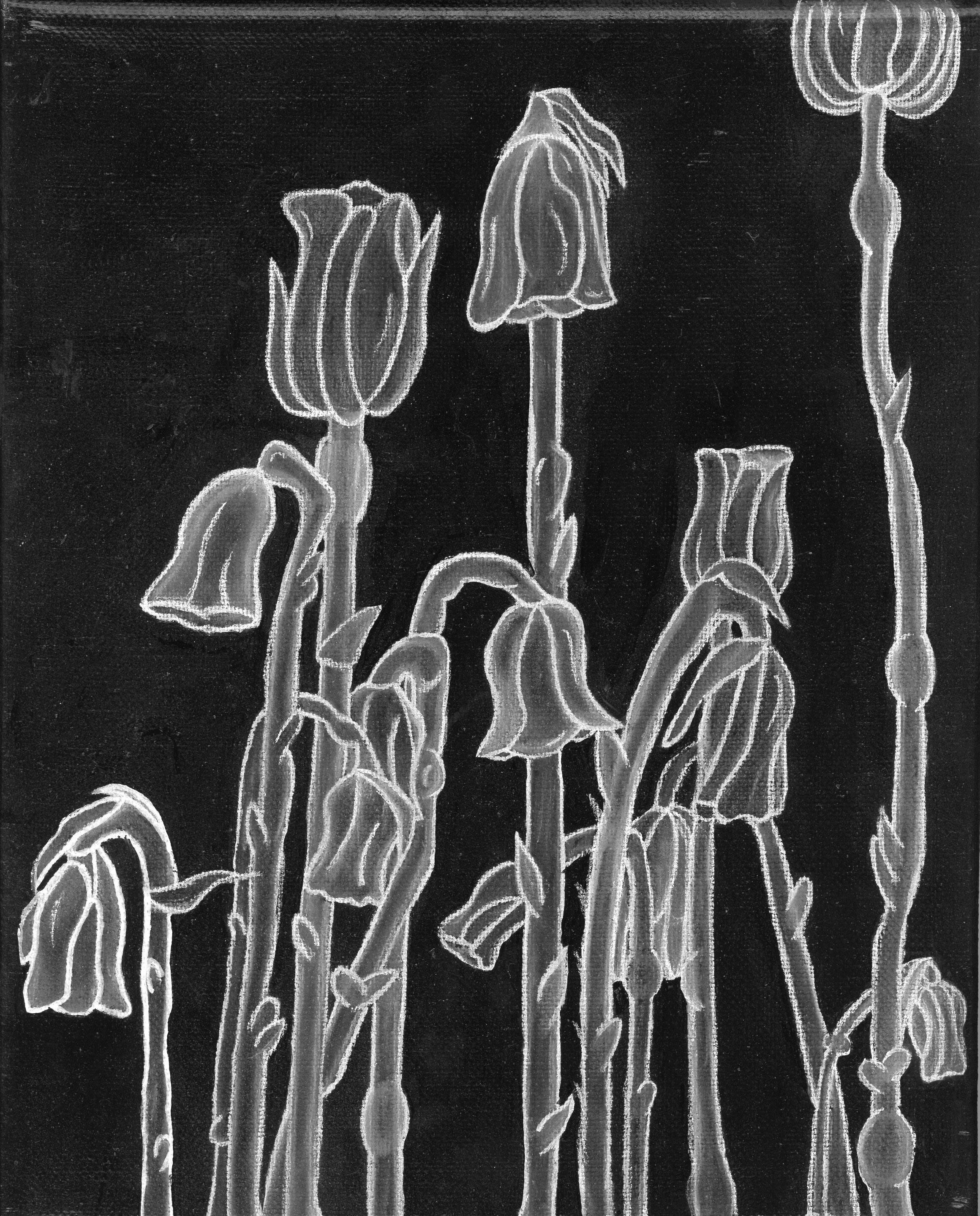 painting of white flowers on a black background