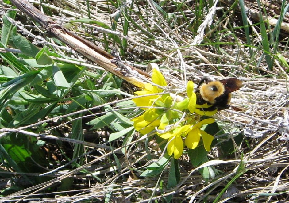 Insect Visit to Goldenpea
