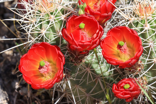 A claret cup cactus with pale spines and bright red flowers.