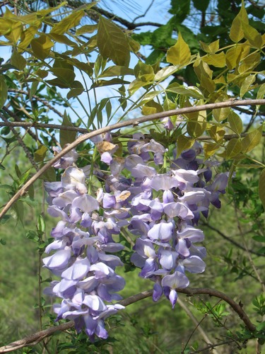 Chinese wisteria (Wisteria sinensis) is a non-native deciduous climbing vine found at Congaree National Park.