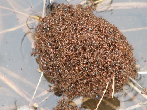 Red Imported Fire Ants (Solenopsis invicta) - caught in a flood. NON-NATIVE INVASIVE! Fire ants have interesting strategies for surviving floods. Their adaptability makes them not only a non-native species, but a highly invasive one!