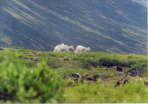 1 Dalls Sheep in Alaska