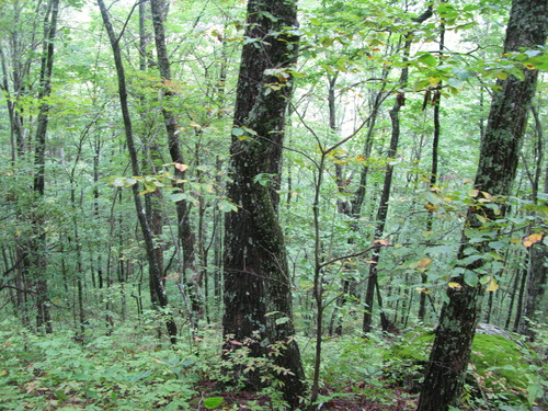 GRSM Accuracy Assessment. Plot Code: GRSM_AA_0227_5