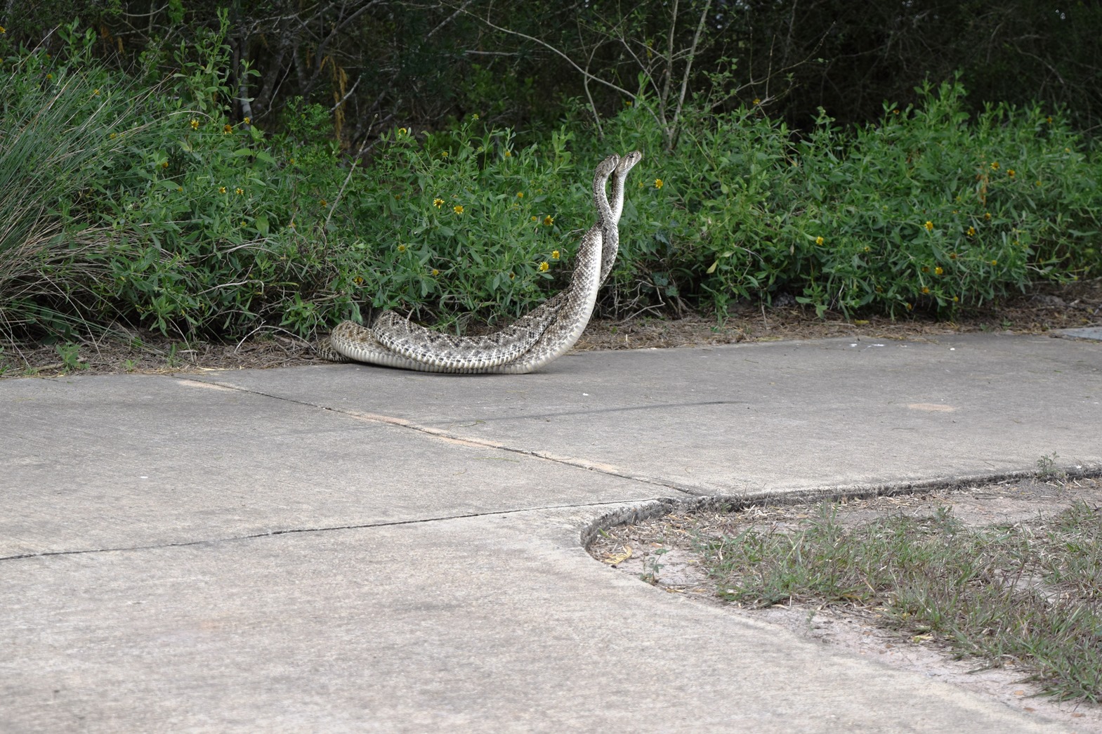 Two male rattlesnakes intertwined in ritual combat.