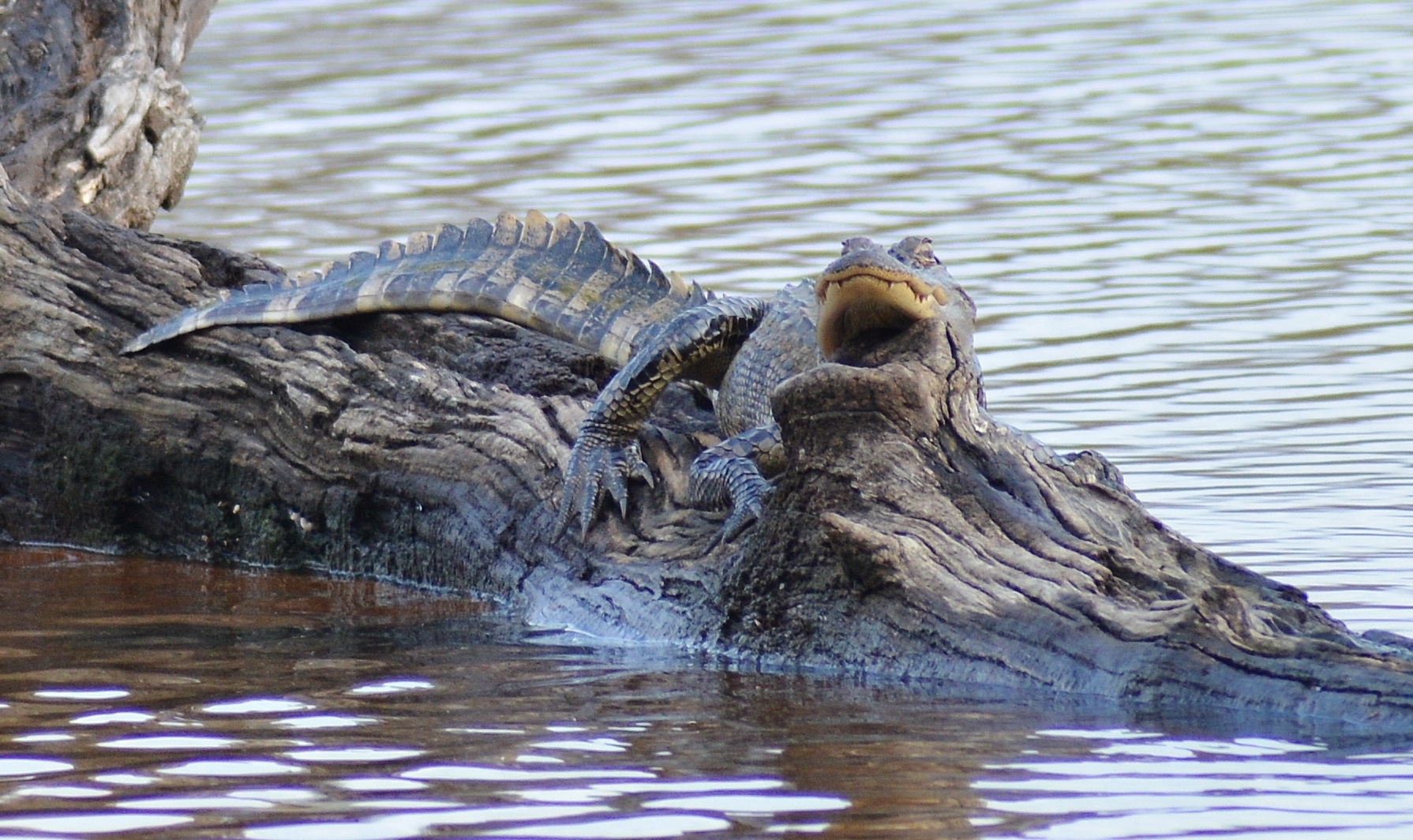 An alligator basking on a log in a pond.