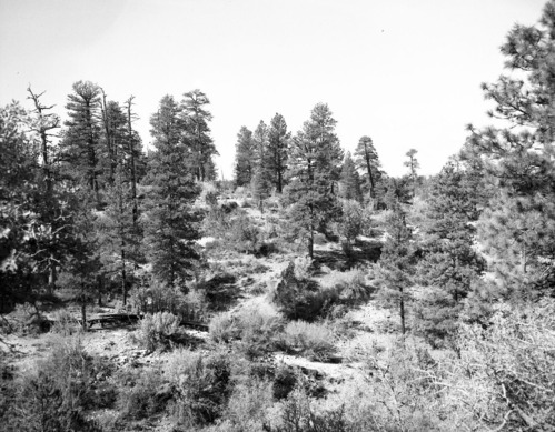 Ponderosa forest along east boundary.