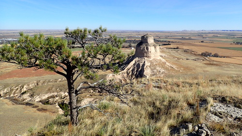 A pine tree is seen in the foreground while a solitary sandstone butte and flatlands are seen in the background. 