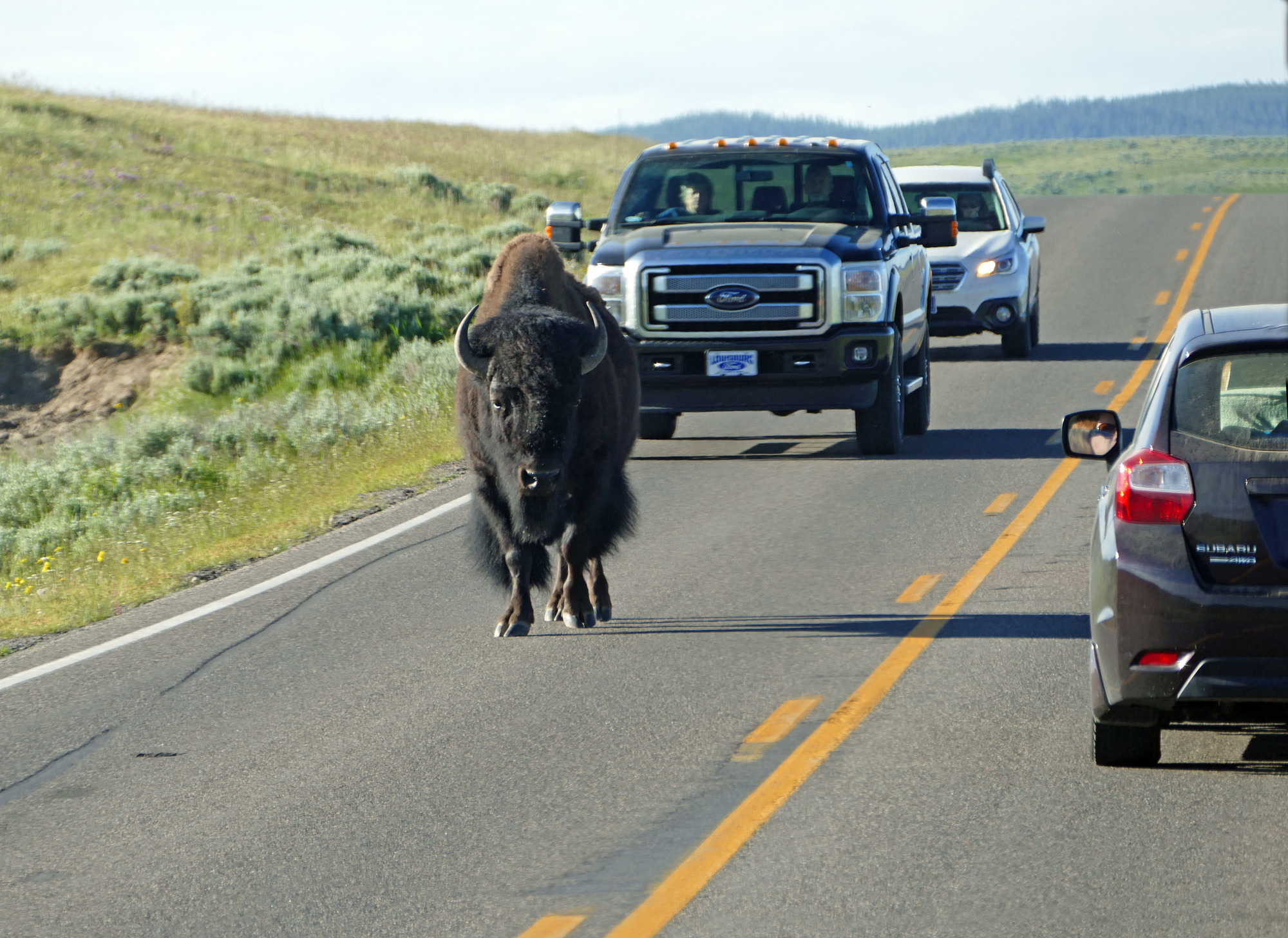 Bison walking down the road in Hayden Valley