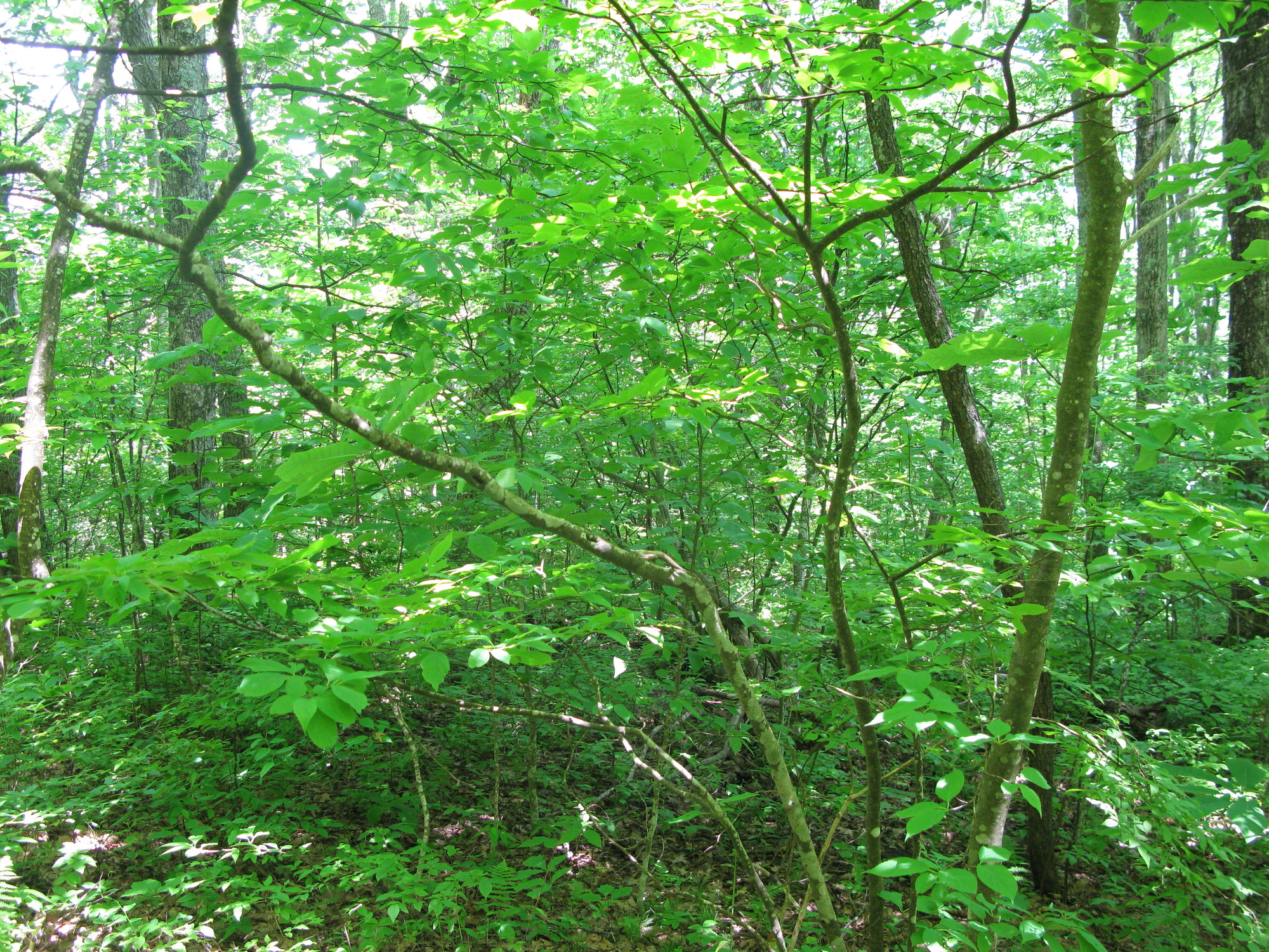 GRSM Accuracy Assessment. Plot Code: GRSM_AA_0697_3