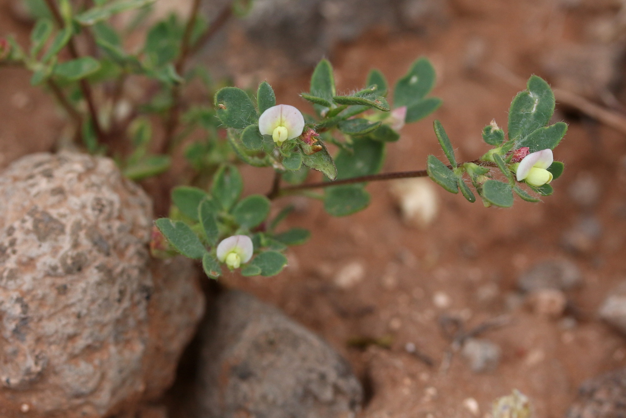 Lotus denticulatus, River-bar trefoil