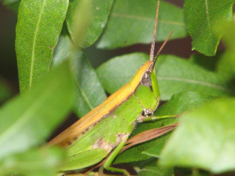 Grasshopper at Congaree NP