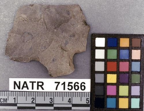 NATR   71566 -- Untyped projectile point