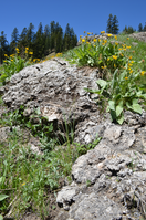 Wildflowers on a Lava Flow. Yellow mule's ears wildflowers growing on an old lava flow on a grassy hillside in Little Hot Springs Valley.