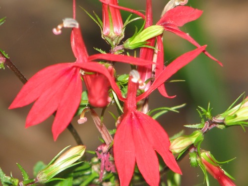 Cardinal Flower (Lobelia cardinalis)