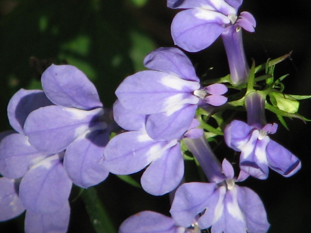 Blue Lobelia (Lobelia elongata)