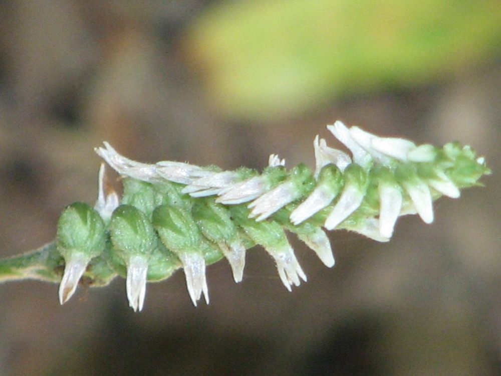 Ladies' Tresses (Spiranthes sp.)