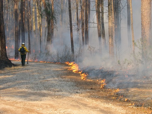 Fire breaks help control the amount of fuel available for prescribed fires