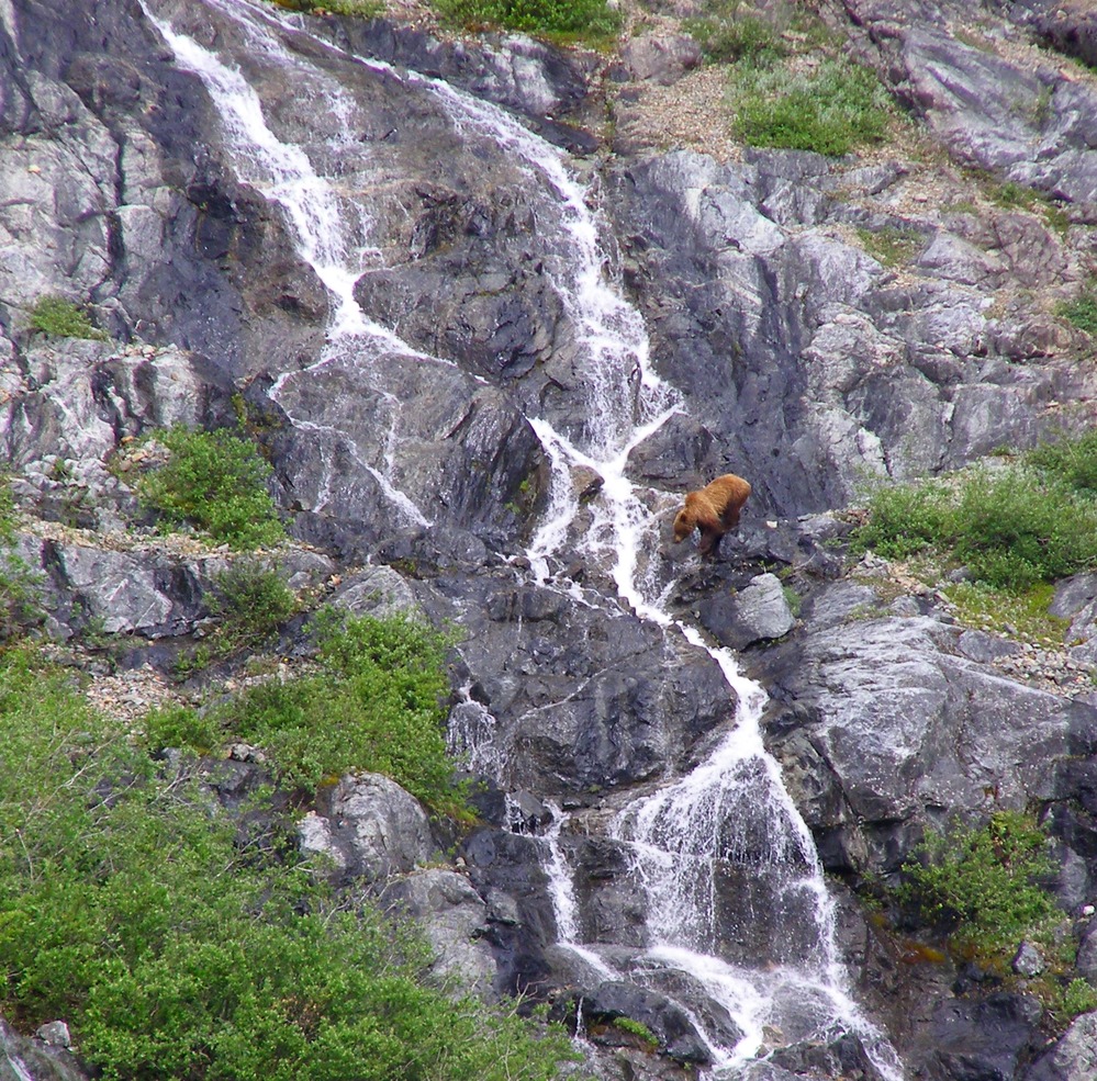 Brown bear crosses a waterfall