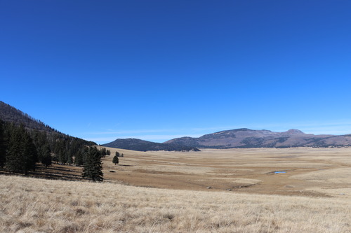A sweeping montane grassland with evergreen forest along the perimeter and a rounded mountain in the distance.
