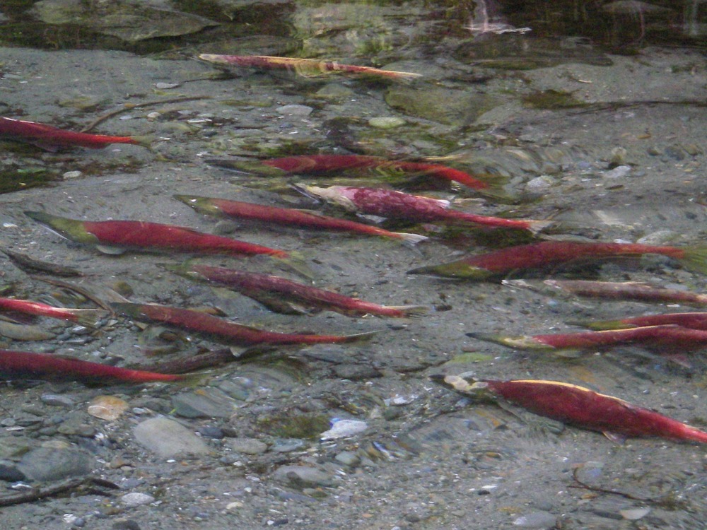 Several red salmon can be seen in a stream