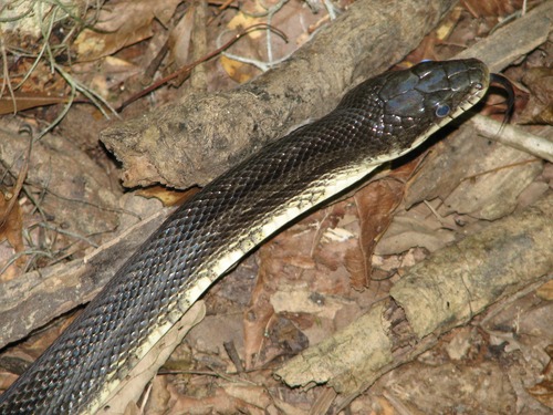 Black Rat Snake (Elaphe obsoleta)