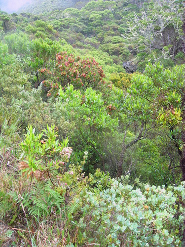 Civilian Conservation Corps (CCC) Haleakala Crater Trails District