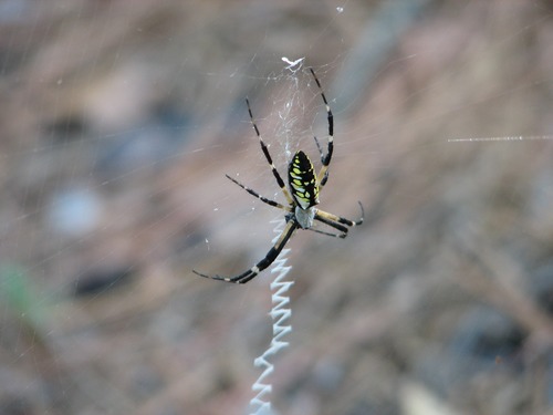 Black and Yellow Garden Spider (Argiope aurantia) - female
