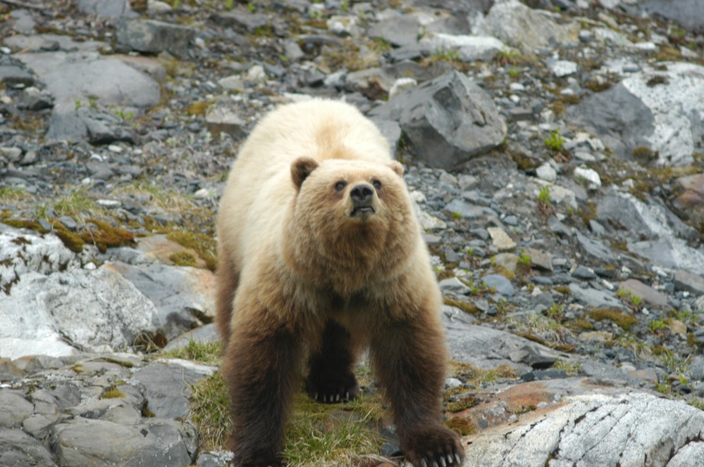 Large brown bear stands on rocks.