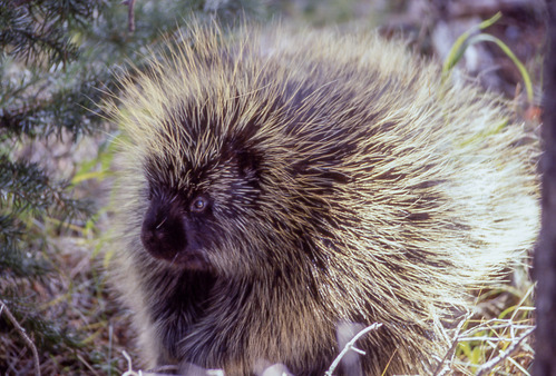 Closeup of a porcupine's face