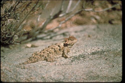 Views at Joshua Tree National Park, California