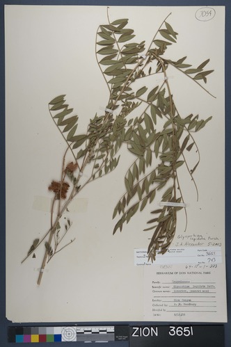 Herbarium Specimen Sheet 3651