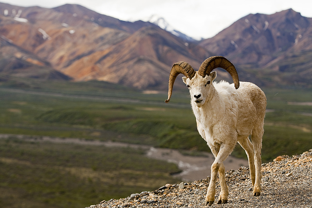 A ram walking on a dirt road overlooking a plain far below