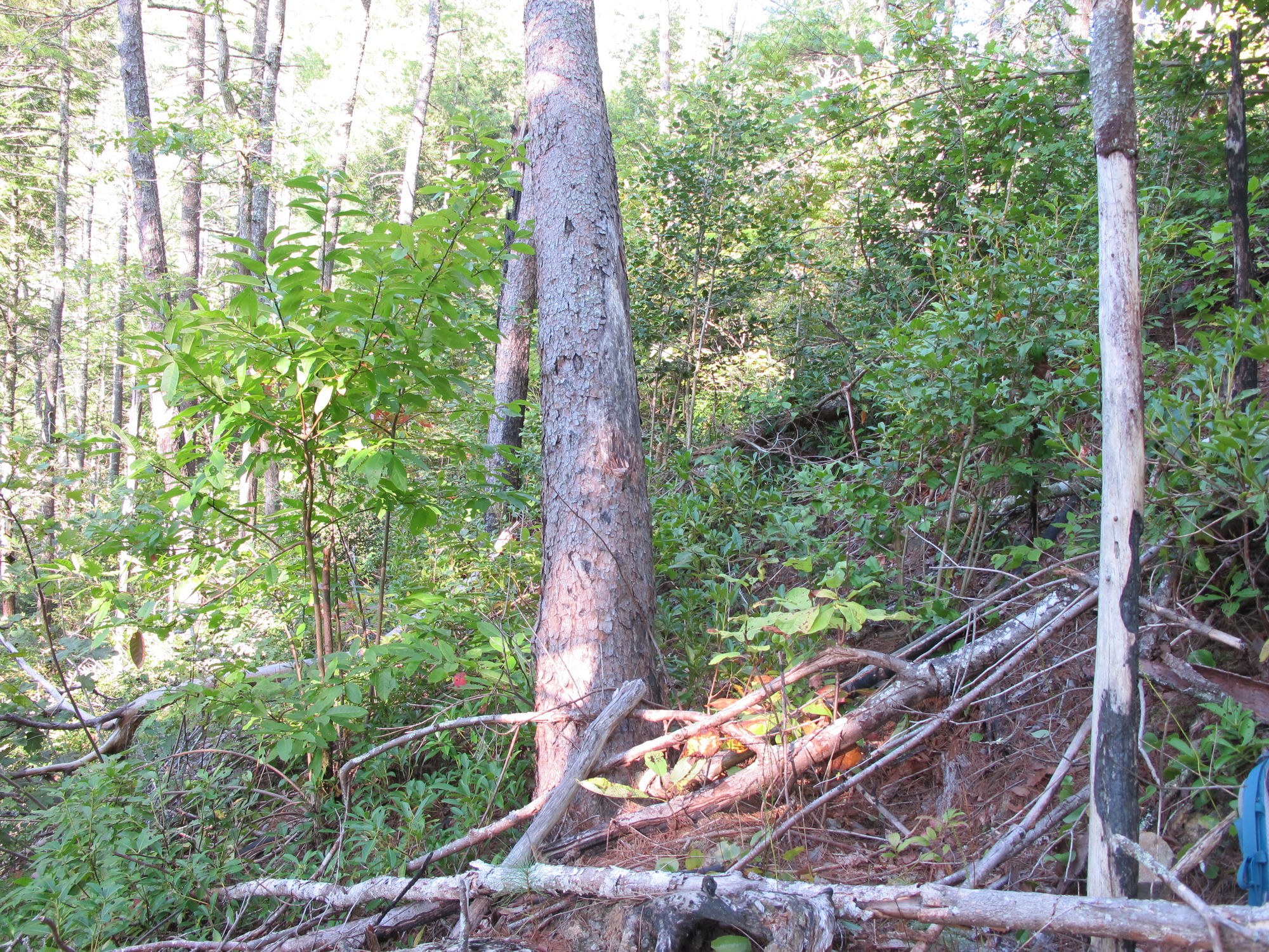 GRSM Accuracy Assessment. Plot Code: GRSM_AA_0808_5