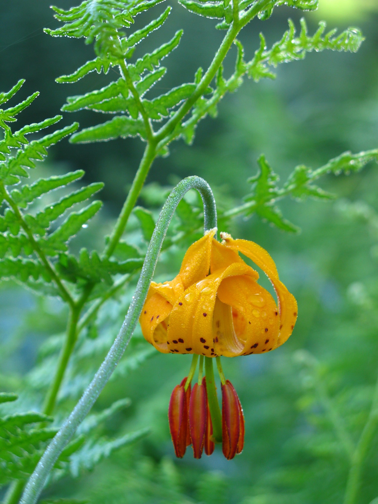 a single yellow orange flower bud hanging down 