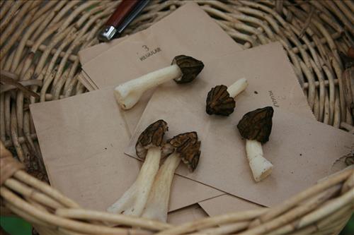 Protecting Resources: Sustaining Wild Mushrooms in Four NCR Parks - Photos from University of Arkansas led study