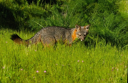 Island Fox