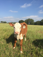 A calf with white and brown hair looks directly at the camera. In its ear is a tag with numbers.
