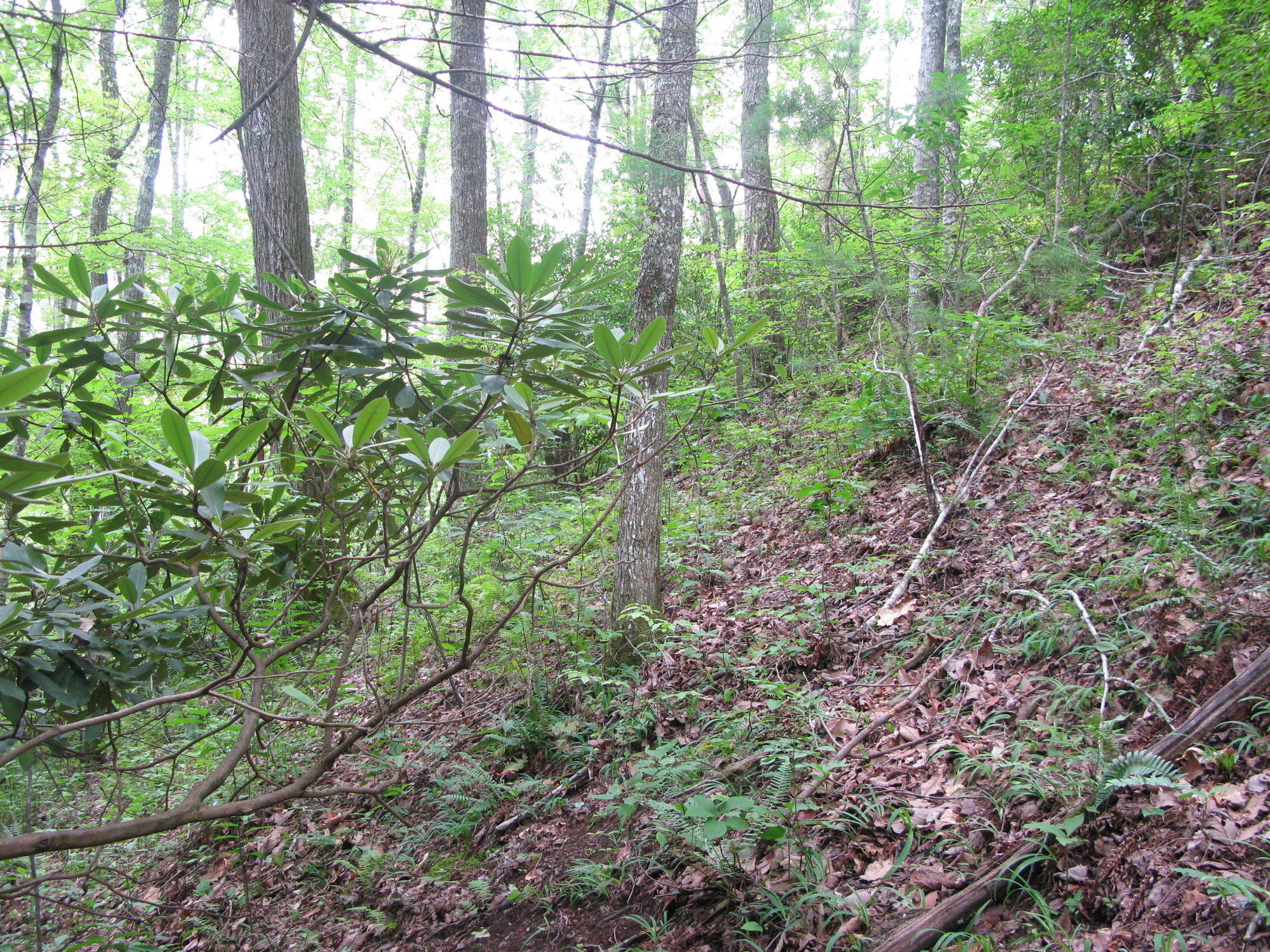 GRSM Accuracy Assessment. Plot Code: GRSM_AA_0088_4