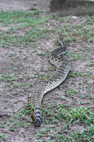 Western diamondback rattlesnake slithering through the grass.